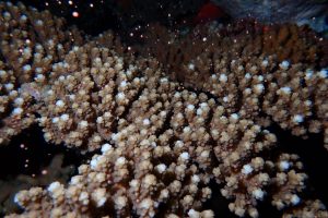 糸満サンゴの産卵2022